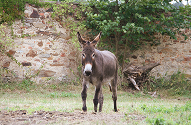 Esel im Hintergrund alte Steinmauer